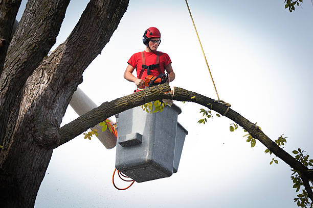 Professional  Tree Services in Jonesboro, IN