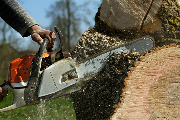 Best Emergency Tree Removal  in Jonesboro, IN